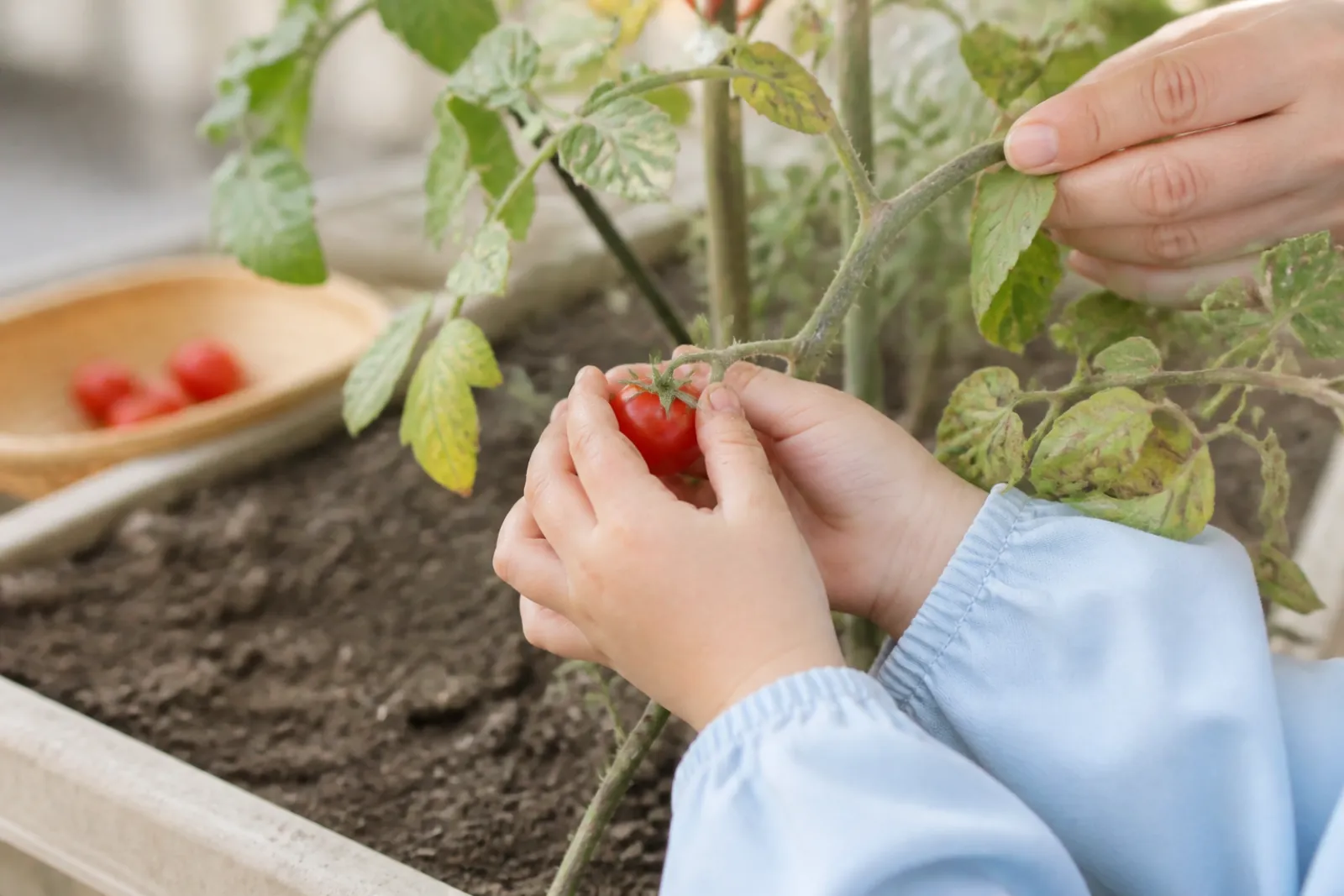 畑で採れた野菜を手にする子どもと保育者